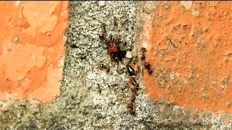 Ants insects fauna