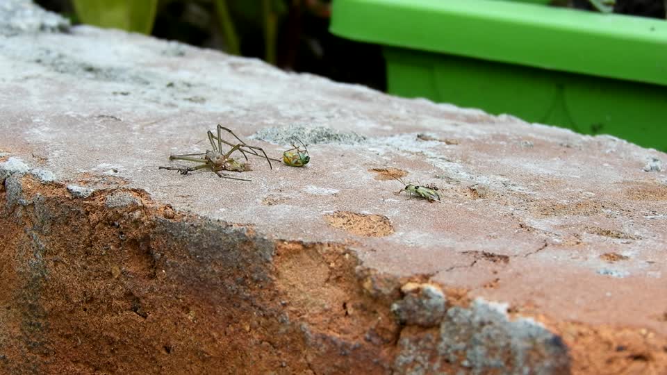 Insects ants spider