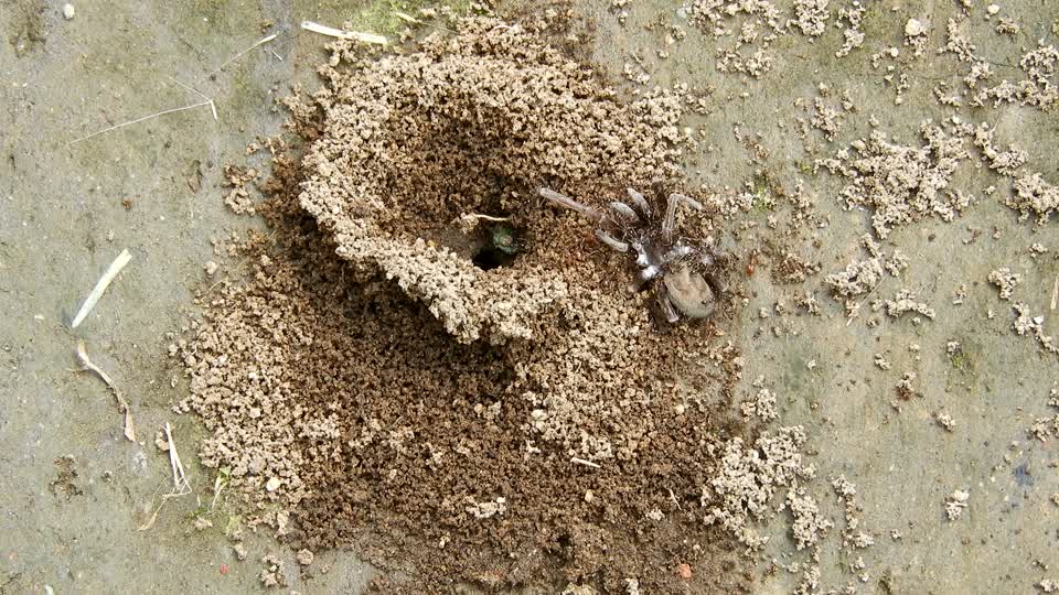 Insects anthill spider