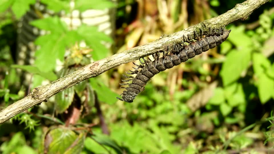 Insect worm garden