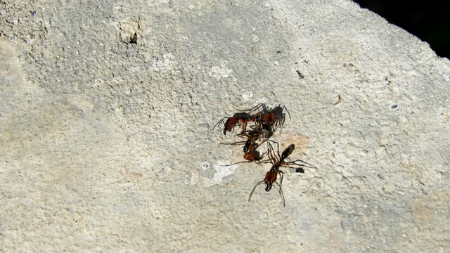 Insects ant red