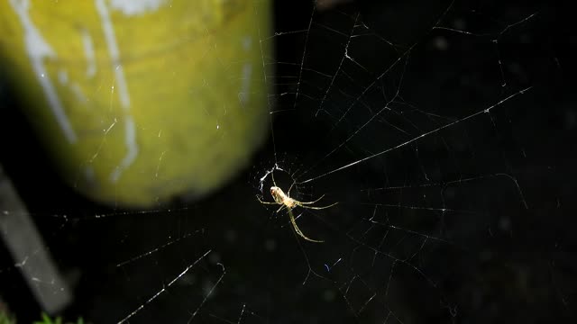 Insect spider web