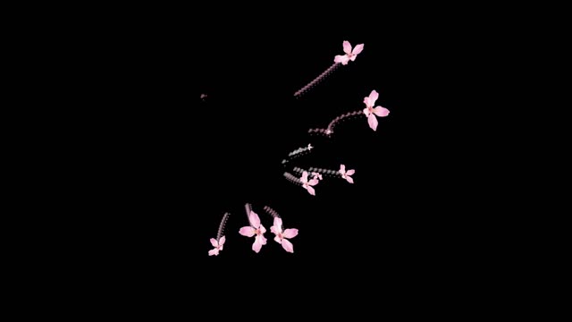 Blossom cherries tree