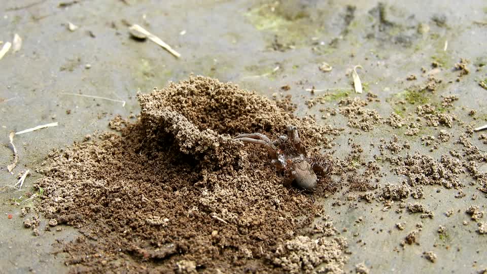 Macro insects work