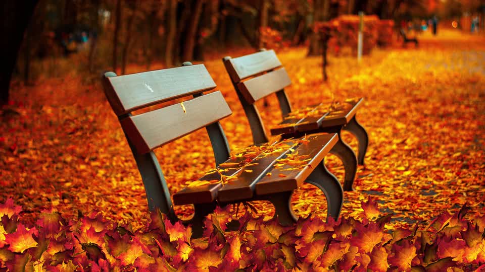 Autumn leaves colorful