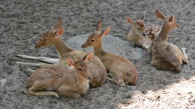 Animal deer nature
