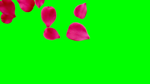 Rose flower romantic