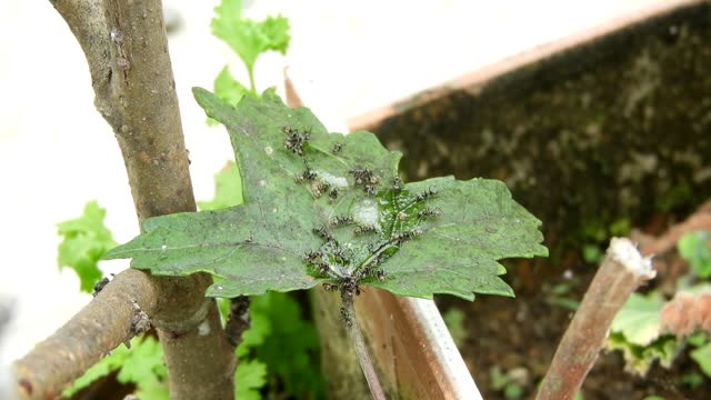 Insects leaf yard