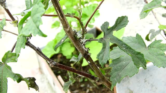 Yard ants insects