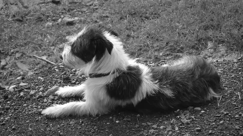 Black and white animal dog