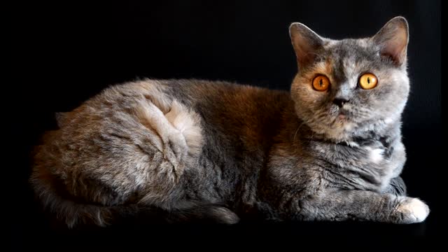 Cat playful big eyes