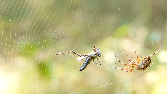 Crusader garden arachnids insect