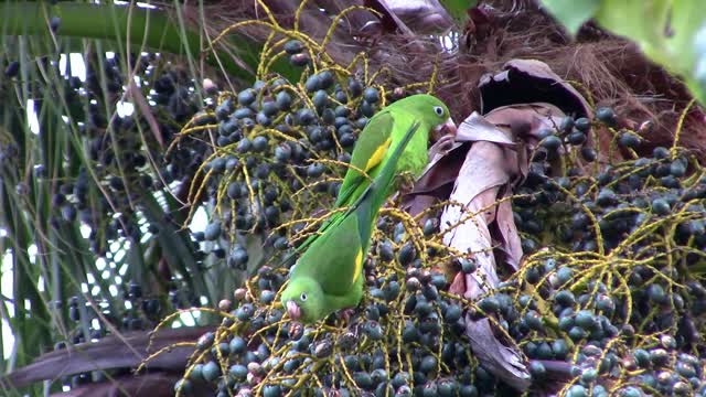 Parakeets nature green