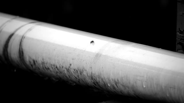 Black and white insect nature