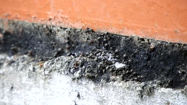 Insect ants work