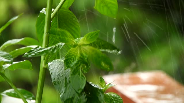 Yard rain drops