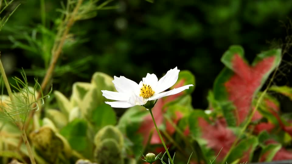 Nature flower wind