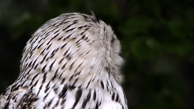 Owl animal bird