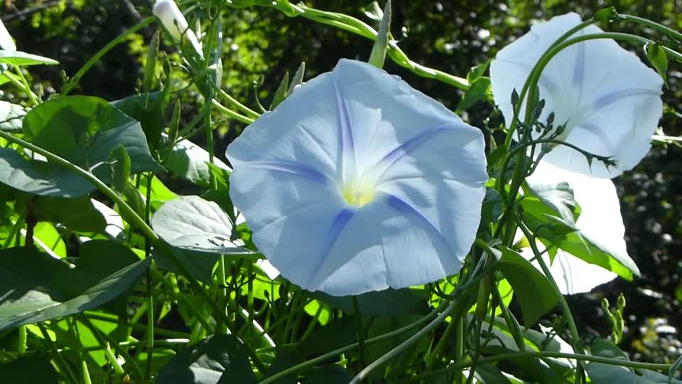 Morning glories flowers blue