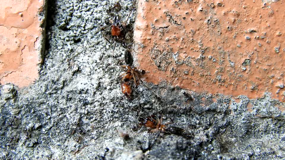Macro insects ants
