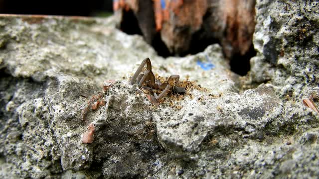 Macro insects spider