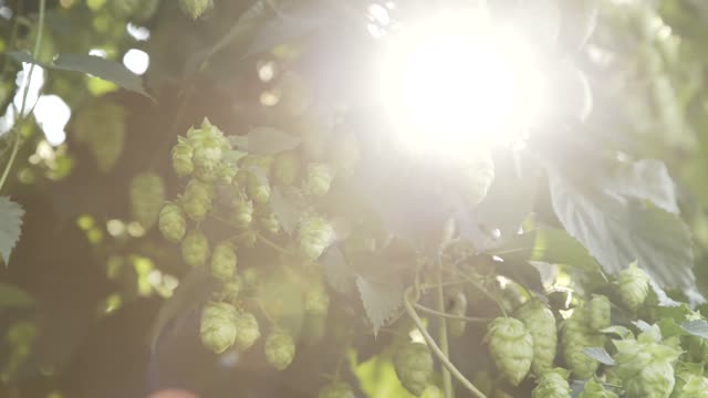 Hops plant beer