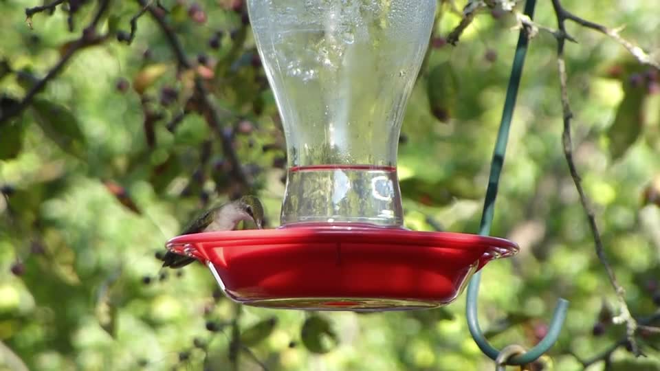 Hummingbird wildlife bird