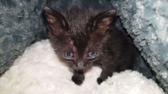 Cat animal kitten