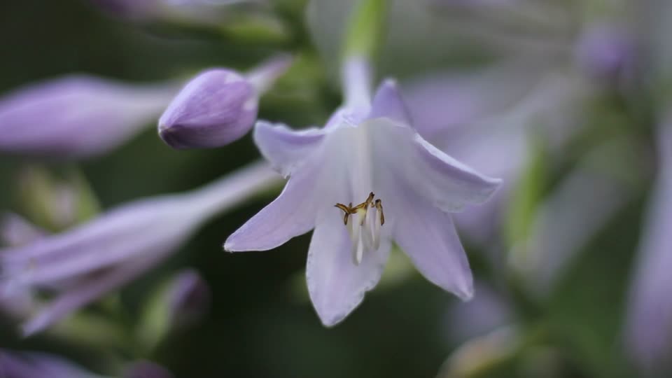 Flower floral botanical