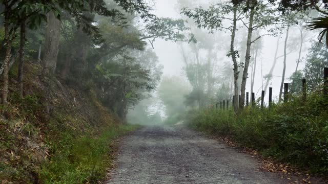Forest path nature