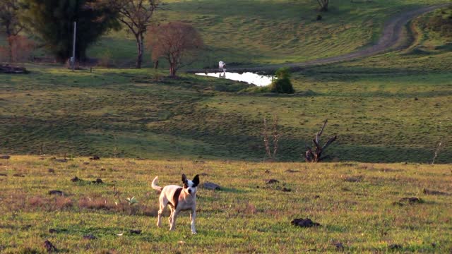 Dog pasture animals