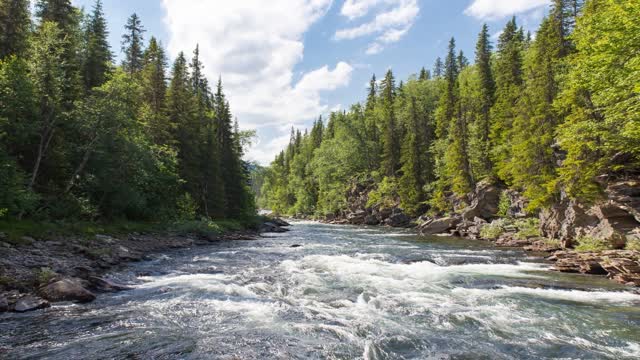 Flow forest summer