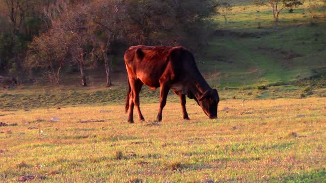 Boi pasture cattle