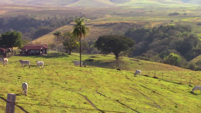 Farm oxen field
