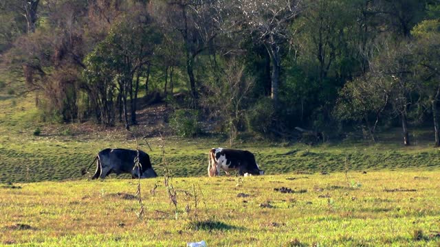 Oxen pasture field