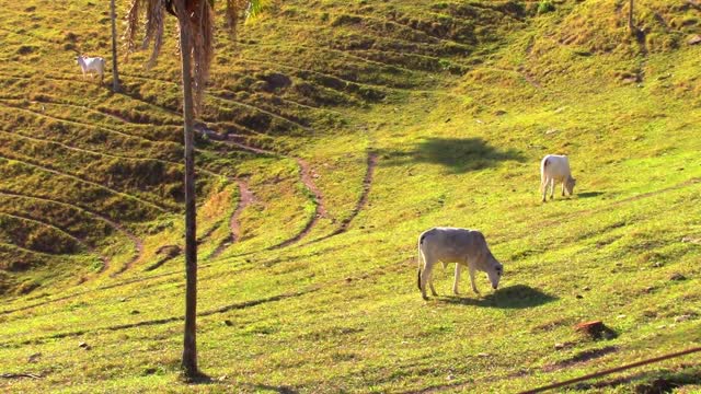 Oxen pasture field