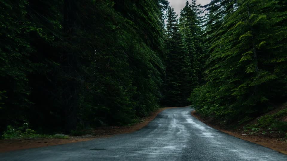 Forest road nature