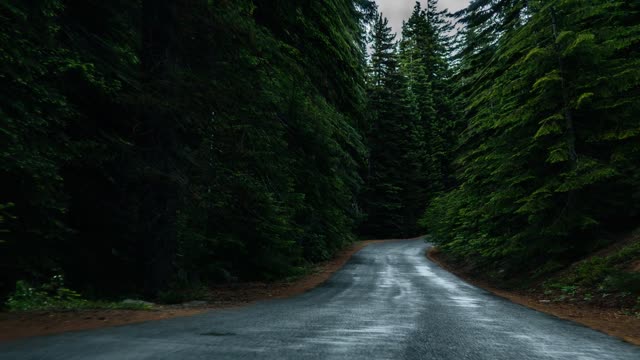 Forest road nature