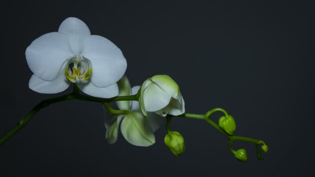 Orchid blossom bloom