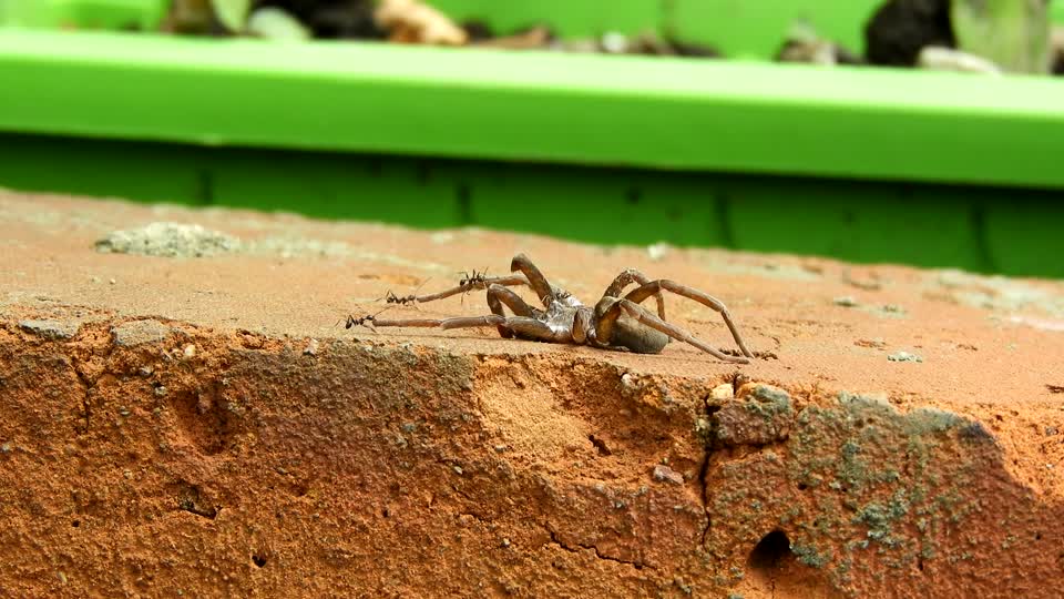 Nature insects spider