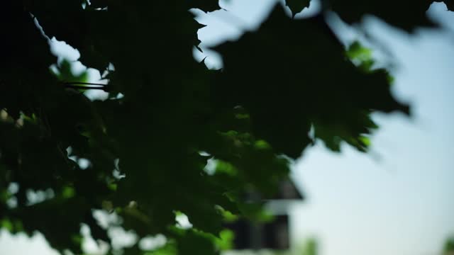 Slow motion from tree to street pan tree