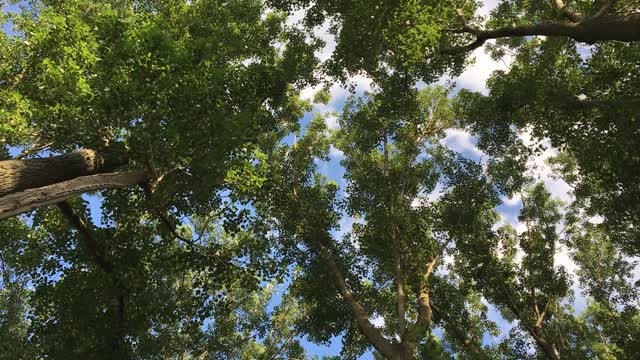 Tree top crown
