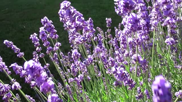 Lavender purple flowers