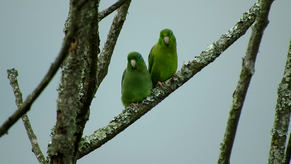 Birds lorikeets parakeets