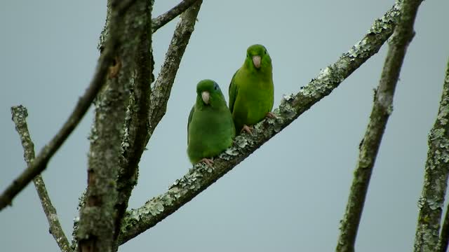 Birds lorikeets parakeets