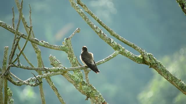 Nature bird swallow