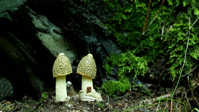 Mushrooms yellow gabion mushroom mushroom