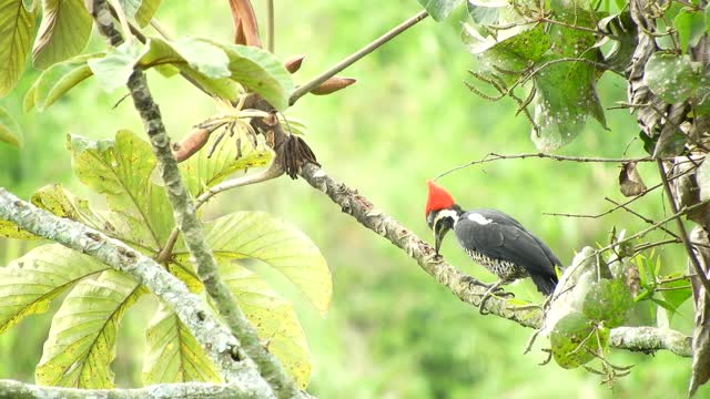 Nature bird carpenter