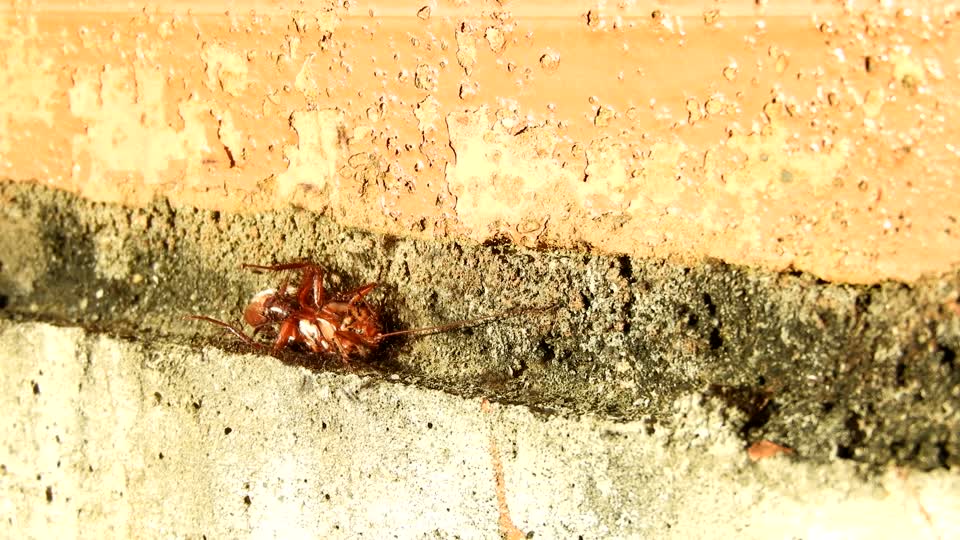 Insects macro ants