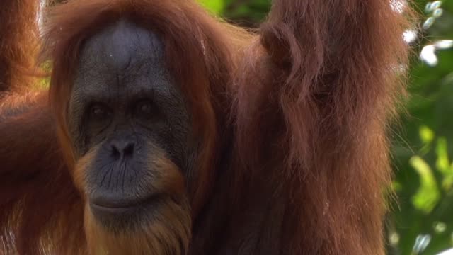Orang utan ape zoo